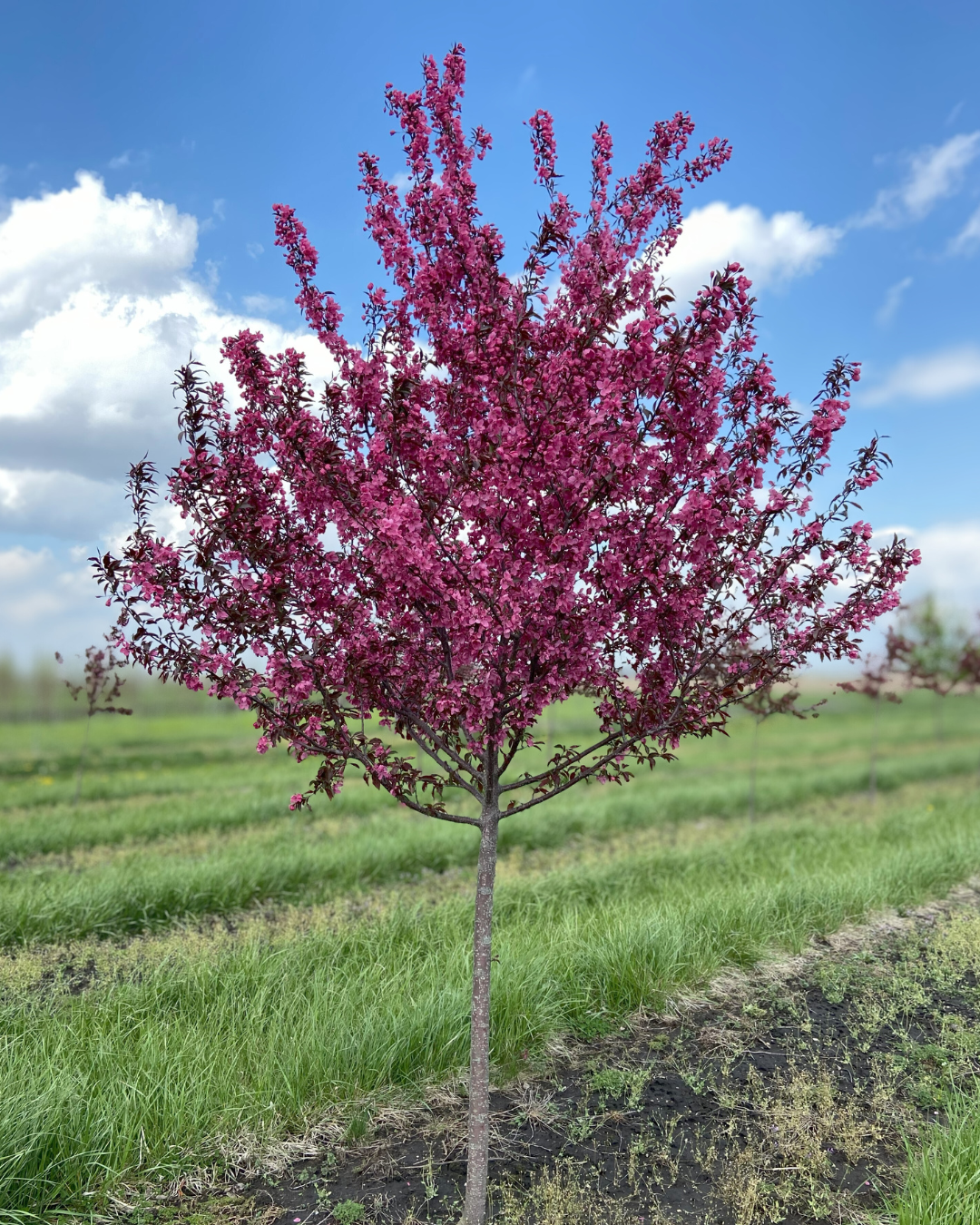 Show Time Crabapple in bloom at the nursery with vibrant reddish-pink flowers.